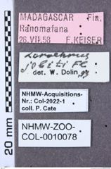 Etiketten zu Aeolus dorsalis (NHMW-ZOO-COL-0010078)